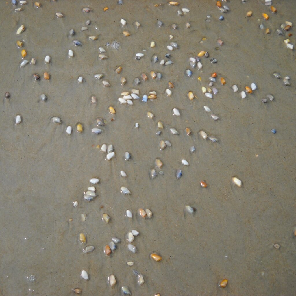 Dozens of small, colourful coquina clam shells scattered across wet sand at the tide line.