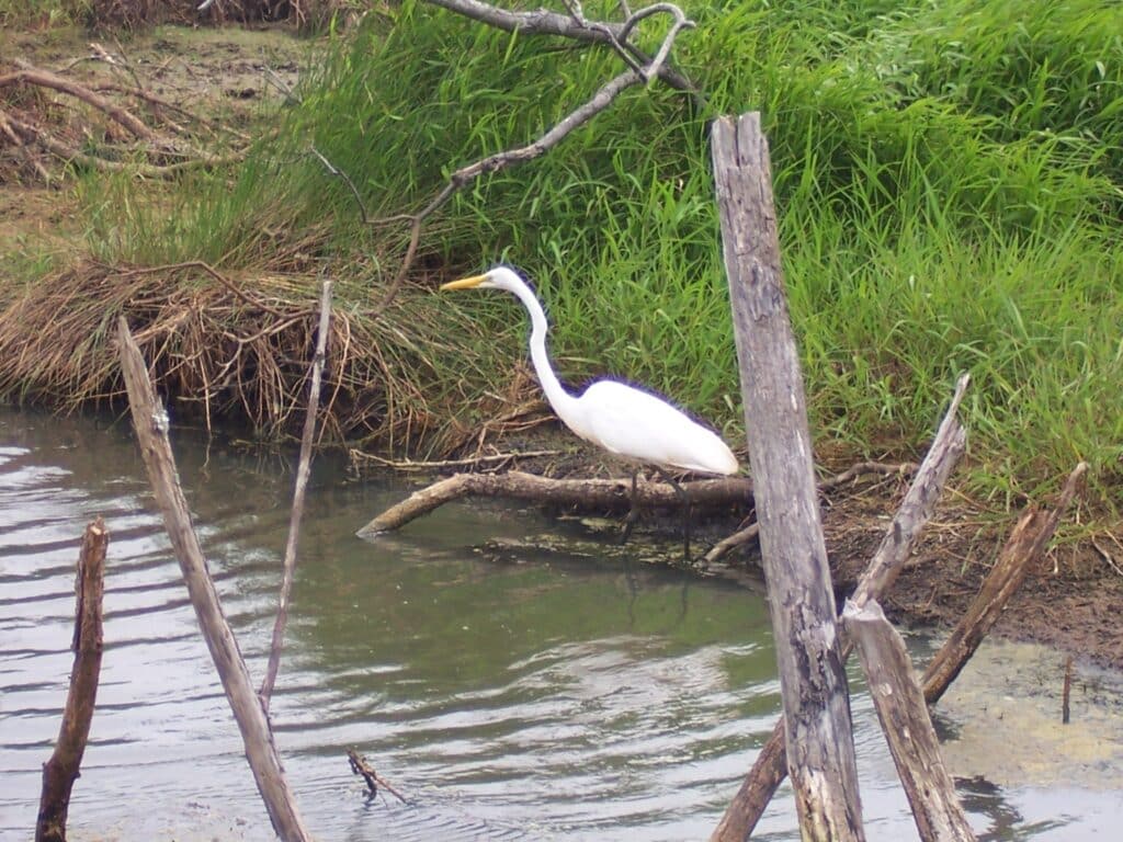 A great egret standing among reeds and driftwood in shallow sound water.
