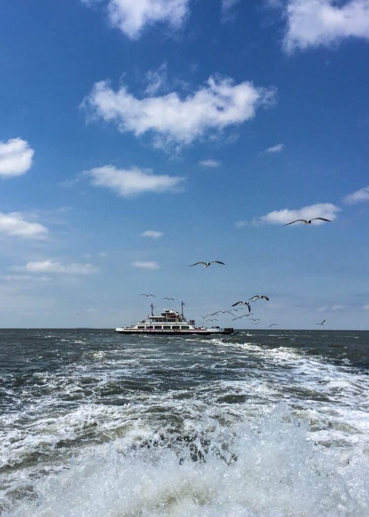Gulls wheeling above the wake of a ferry crossing Hatteras Inlet.