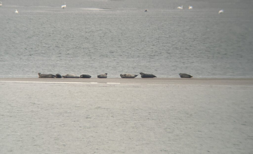 Harbor seals hauled out to rest on a low sandbar in the Oregon Inlet area.
