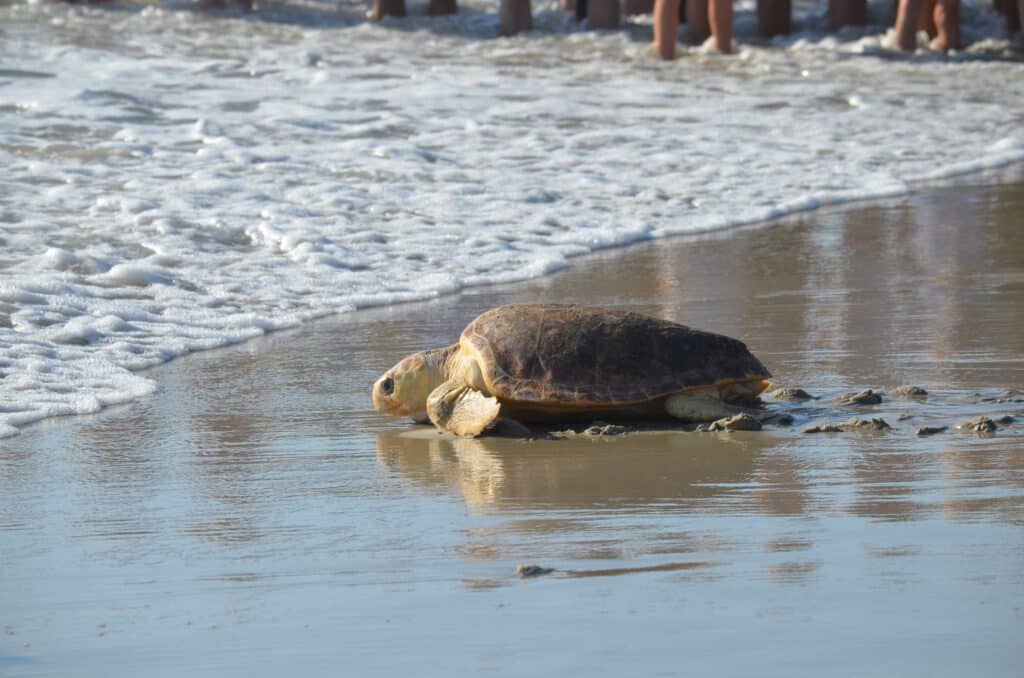 A large loggerhead sea turtle crawling back into the surf at Coquina Beach.