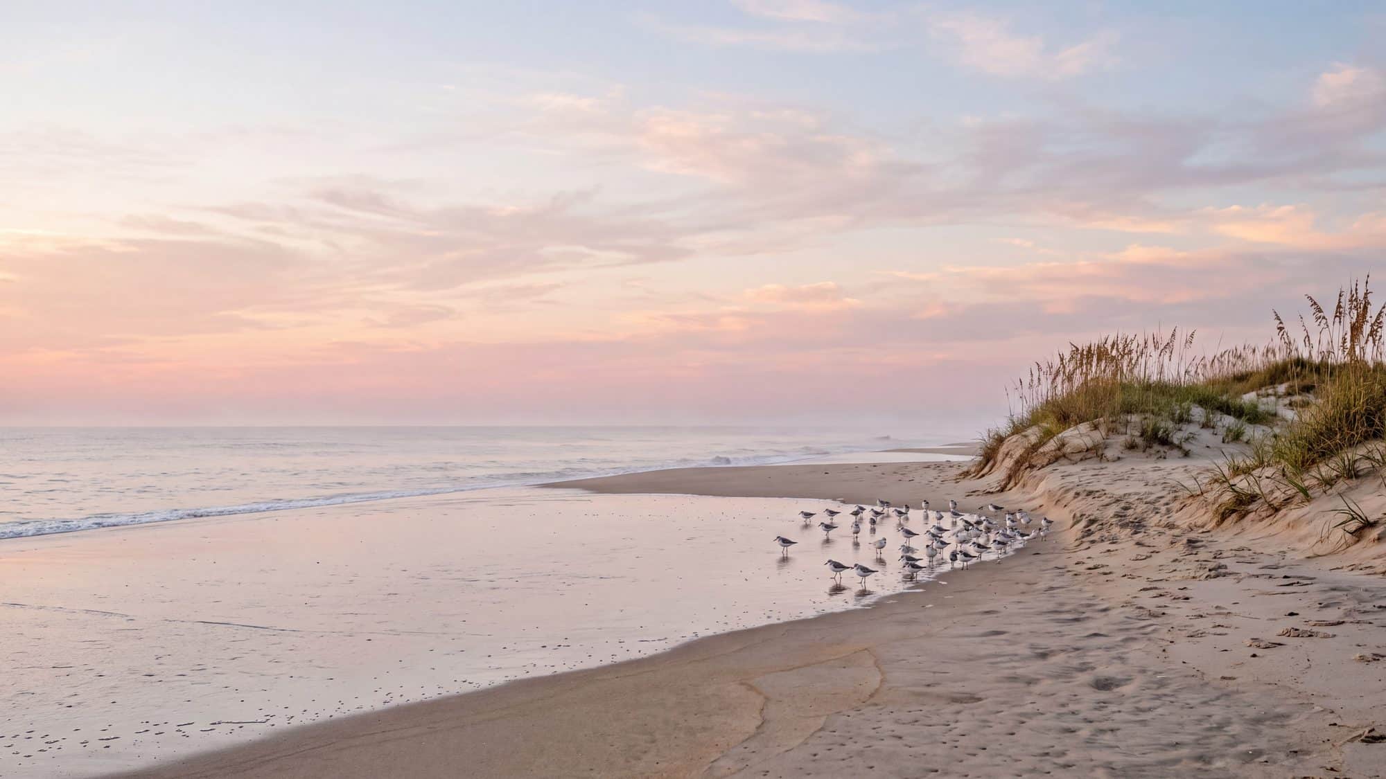 An empty wild beach backed by low dunes with a flock of shorebirds at the tide line and no houses anywhere — Outer Banks, NC